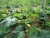 Nuevo virus en cultivos de calabacín en invernaderos del poniente almeriense